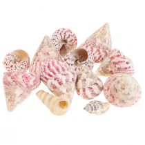 Itens Decoração marítima conchas de caracóis decoração rosa Trochus Maculatus 1100gr