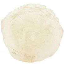 Itens Conchas de Capiz Fatias de Capiz Fatias de madrepérola naturais 7,5–9,5cm 300g