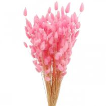 Itens Lagurus Rabo de Coelho Seco Grama Rosa 65-70cm 100g