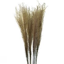 Itens Miscanthus junco chinês grama seca decoração seca 75 cm 10 unidades