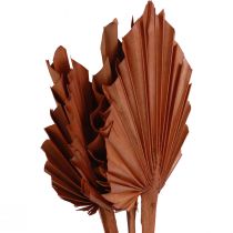 Itens Palmspear folhas de palmeira decoração natural marrom 5-9×14cm C35cm 4pcs