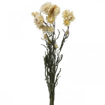 Itens Decoração seca palha flor creme helichrysum seco 50cm 30g