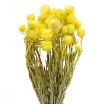 Itens Flores secas flores de tampa flores de palha amarelas Alt.42cm