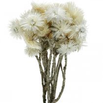 Itens Flores secas tampa flores brancas naturais, flores de palha, buquê de flores secas Alt.33cm