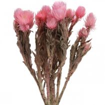 Itens Flores secas Flores de chapéu Flores de palha rosa Flores secas H30cm