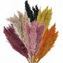 Itens Junco de grama seca seca em várias cores 70 cm 10 unidades