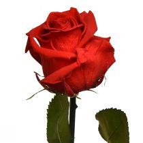 Itens Rosa Infinity com Folhas Preservadas Amorosa Vermelho C54cm