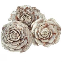 Cones de cedro cortados como rosa cedro rosa 4-6cm branco/natural 50 unidades