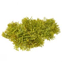 Itens Musgo decorativo artificial verde castanho – almofada musgo 10/12/14cm 3 peças