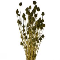 Itens Cardo morango decoração seca verde oliva Ø1–2cm C55cm 100g