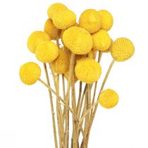 Coxinhas secas Craspedia Amarelas 45-55cm 20 un
