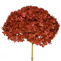 Itens Flores secas em conserva de hortênsia vermelhas Ø20cm L50-60cm