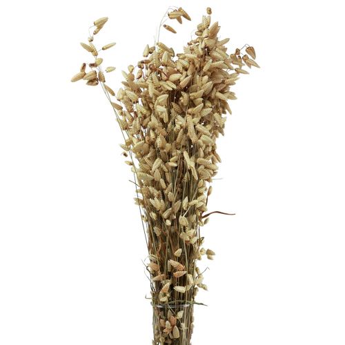 Grama Quaking Flores Secas Verde Natural Briza 60cm 100g