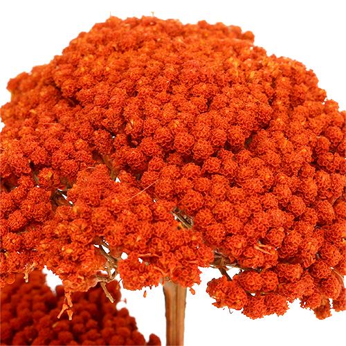 Itens Achillea Flores Secas Laranja Yarrow 45-60cm 1kg