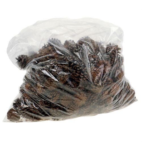 Itens Pinhas de montanha pequenas naturais 1kg