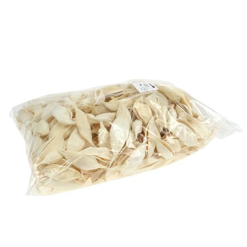 Itens Braquiciton branqueado 500g