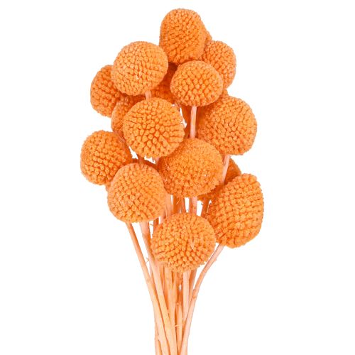 Craspedia flores secas branqueadas laranja 50-55cm 20 unidades