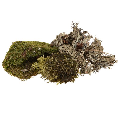 Musgo decorativo para artesanato mistura verde, musgo natural verde claro 75g