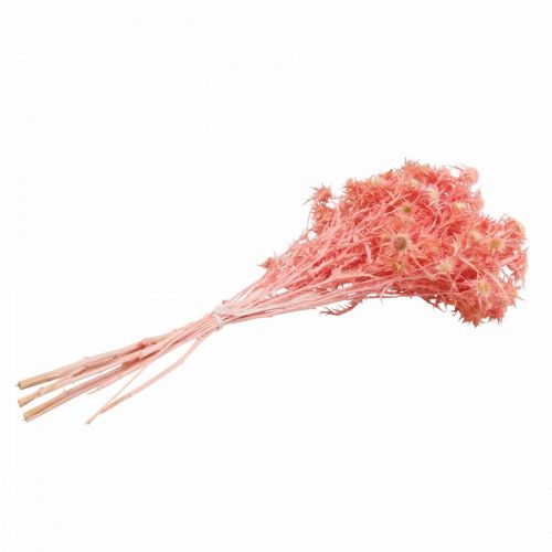 Itens Ramo de deco de cardo seco Flores secas rosa empoeiradas 100g