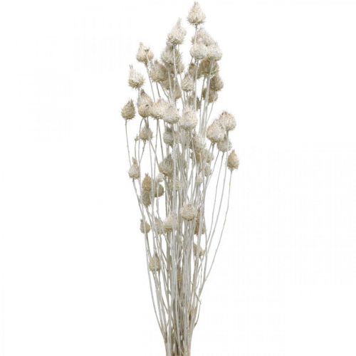 Itens Flores Secas Cardo Seco Branco Morango Cardo Cor 100g