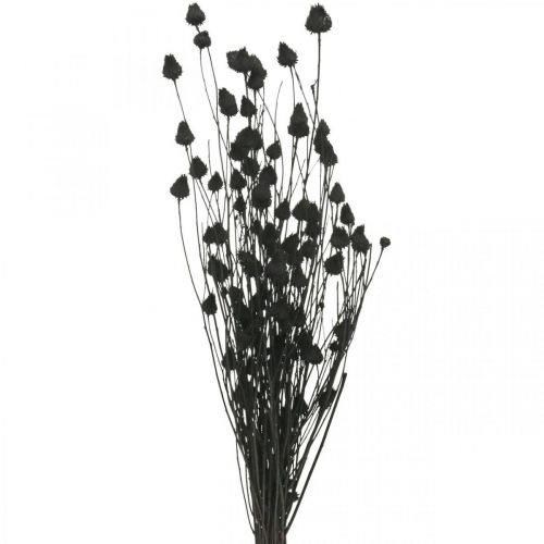 Itens Flores secas cardo preto seco morango cardo 100g