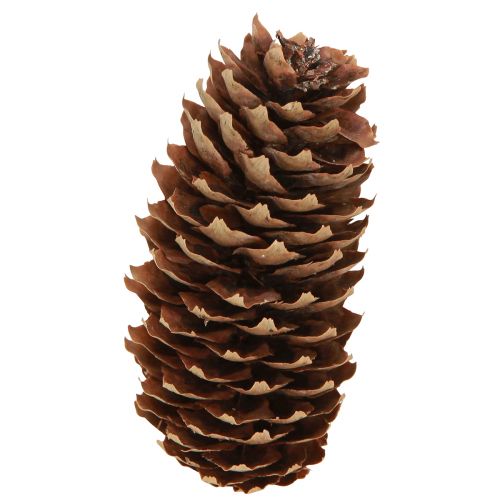 Cones de abeto cones decorativos naturais para artesanato 10-11cm 5 un