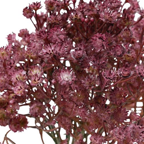 Itens Gypsophila Gypsophila Gypsophila roxo artificial 35cm 5 un