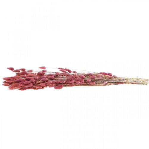 Itens Rabo de Coelho Grama Lagurus Seco Rosa Claro 60cm 50g