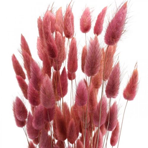 Itens Rabo de Coelho Grama Lagurus Seco Rosa Claro 60cm 50g