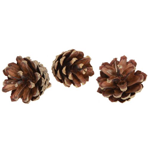 Floristik24 Pinhas decorativas pinhas silvestres naturais 4-5cm 250g