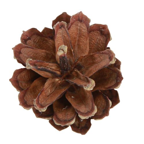 Itens Pinhas decorativas pinhas silvestres naturais 4-5cm 250g