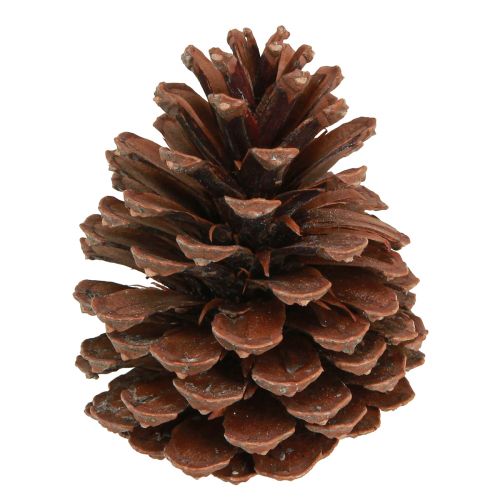 Pinhas Pinus Maritima pinhas marítimas decoração 12-13cm 3 un