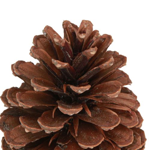 Itens Pinhas Pinus Maritima pinhas marítimas decoração 12-13cm 3 un