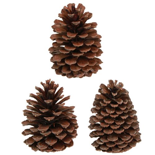 Itens Pinhas Pinus Maritima pinhas marítimas decoração 12-13cm 3 un