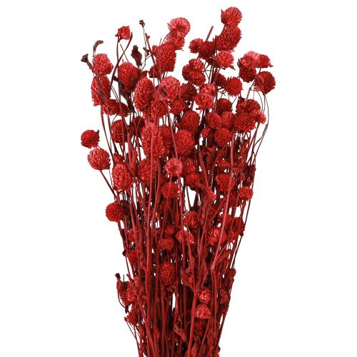 Floristik24 Globe amaranto Gomphrena Globosa em vermelho escuro C45cm 100g