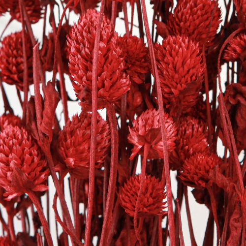 Itens Globe amaranto Gomphrena Globosa em vermelho escuro C45cm 100g