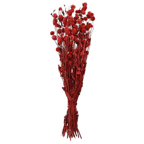 Itens Globe amaranto Gomphrena Globosa em vermelho escuro C45cm 100g