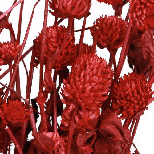 Itens Globo amaranto Gomphrena Globosa vermelho brilhante C45cm 100g