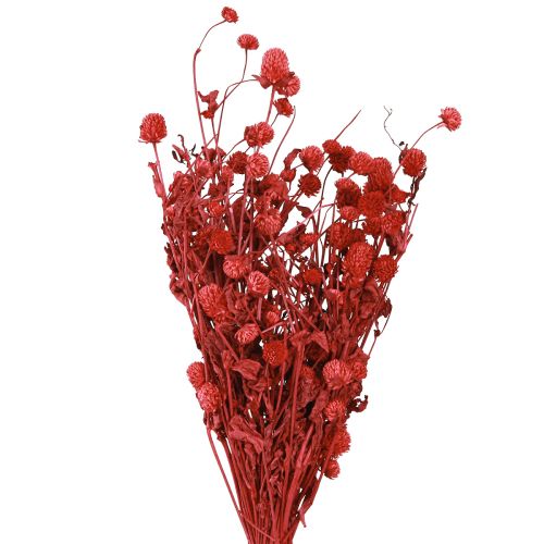 Itens Globo amaranto Gomphrena Globosa vermelho brilhante C45cm 100g