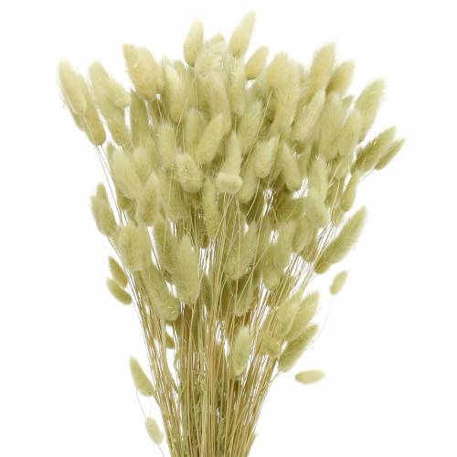 Velvet Grass Lagurus Light Green 100g Dry Grass