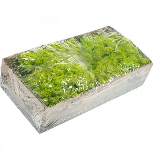 Itens Deco musgo verde claro musgo de rena preservado 400g