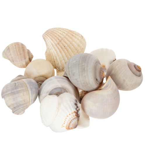 Itens Caracóis e conchas - Detalhes decorativos marítimos para embelezar o seu espaço de forma única - 500g