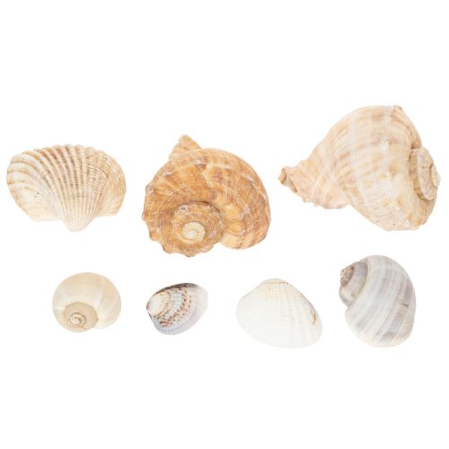 Itens Caracóis e conchas - Detalhes decorativos marítimos para embelezar o seu espaço de forma única - 500g