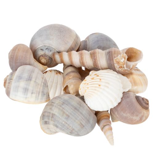 Itens Conchas e caracóis. Artigos decorativos marítimos naturais para uma decoração de interiores elegante. 500g