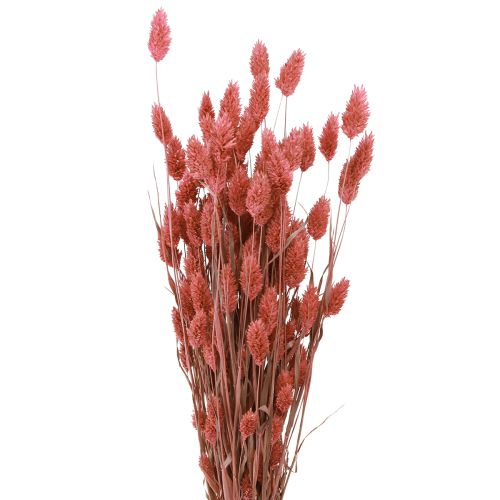 Phalaris brilho grama flores secas rosa 64cm 70g × 2 cachos