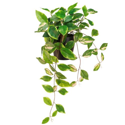 Philodendron Scindapsus com vaso, fácil de cuidar - ideal para escritório e casa 32cm