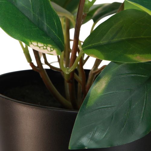 Itens Philodendron Scindapsus com vaso, fácil de cuidar - ideal para escritório e casa 32cm