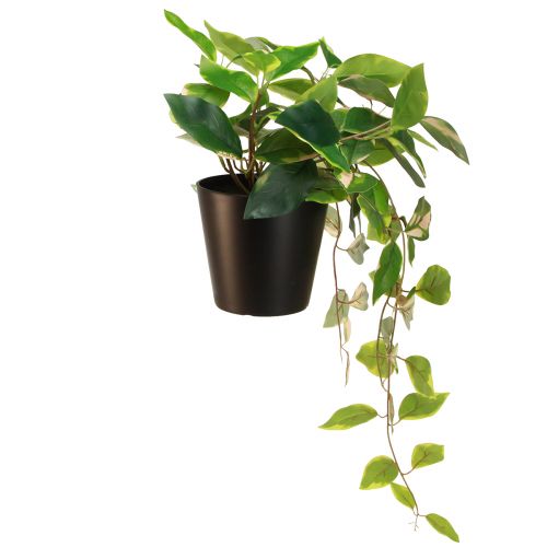 Itens Philodendron Scindapsus com vaso, fácil de cuidar - ideal para escritório e casa 32cm