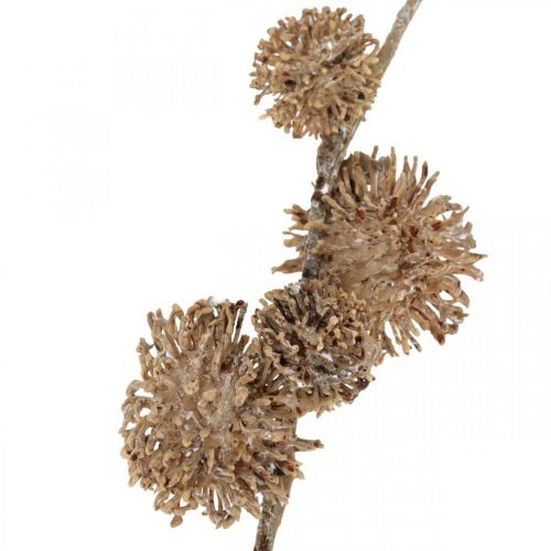 Itens Plátano Ramo Decorativo com Frutas Decoração de Outono Plátano Artificial Castanho L82cm Ø2-4cm