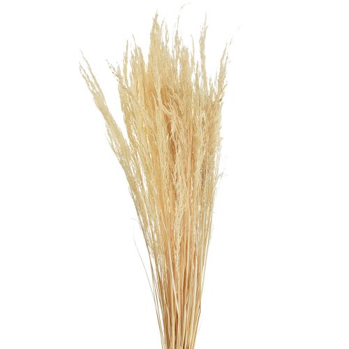 Grama Torta Agrostis Capillaris Grama Seca Branqueada 65cm 80g